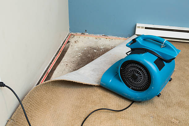 Best Mold removal after water damage  in Shiner, TX